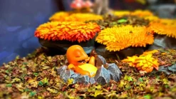1/20 Scale World Zukan Charmander - Pokemon Statue - The Studio