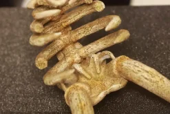 1/20 Scale World Zukan Mamoswine Skeleton - Pokemon Resin Statue - Jiang Studios